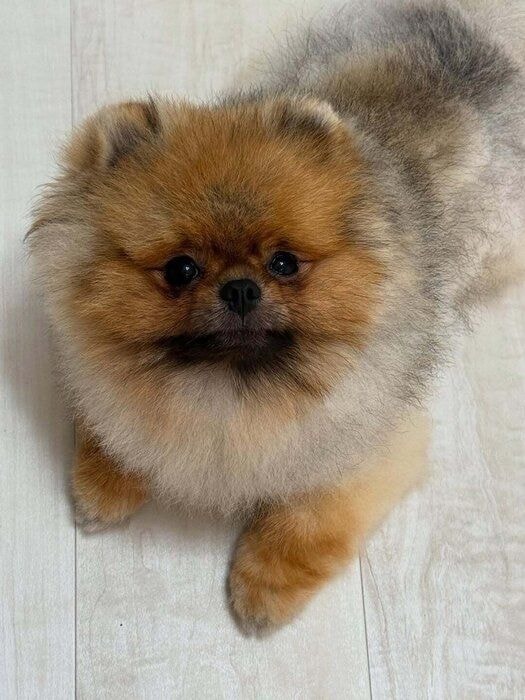 「口を閉じるとこんなに表情が変わるんだね」と飼い主さんが