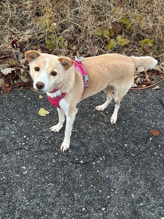 かわいいアピールをする様子の犬