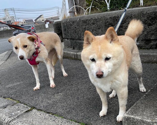 お散歩中の2頭の犬