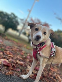 怖がりでなかなか歩けなかった元保護犬→楽しそうにお散歩する姿を見せてくれるようになり、今では癒しの存在に