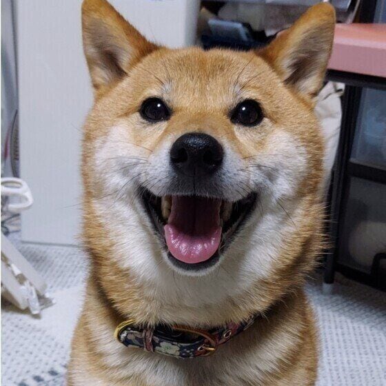 笑顔を浮かべる柴犬