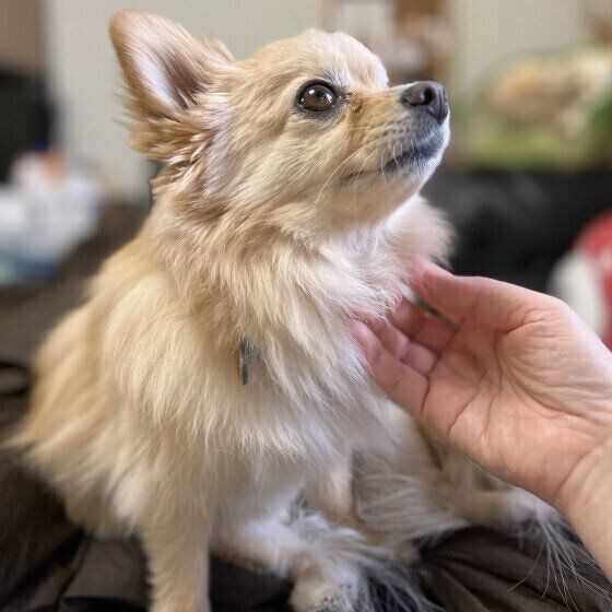 なでられている小型Mix犬