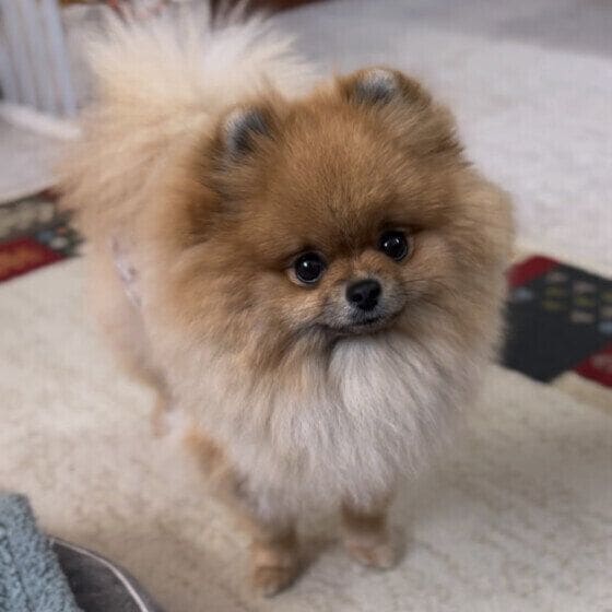 じっと見つめるポメラニアン