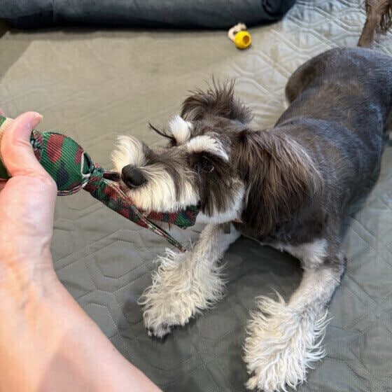 引っ張りっこ遊びをするミニチュア・シュナウザー