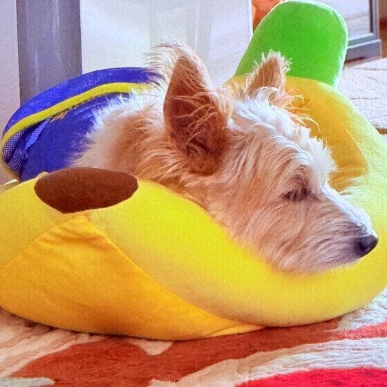 お昼寝するジャック・ラッセル・テリア