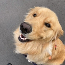 愛犬と仲よくなれて絆も強まる！愛犬にやさしさをお返しできる10の方法