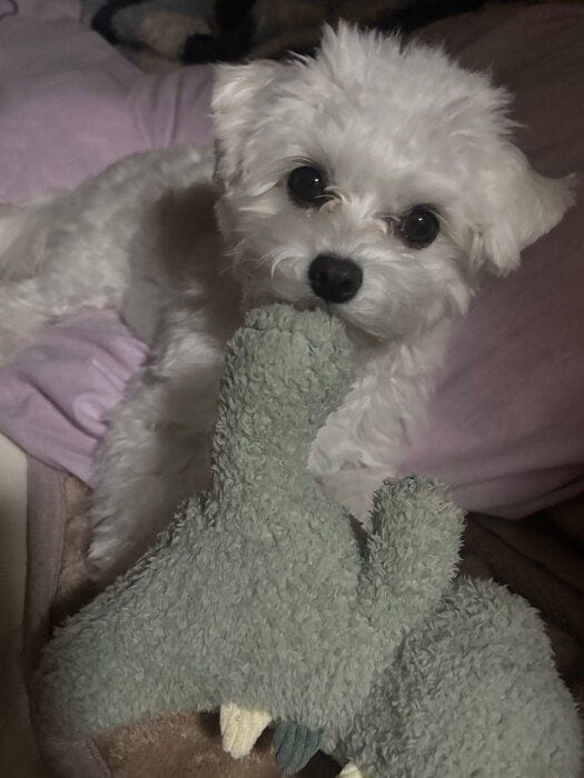 ぬいぐるみを咥える犬