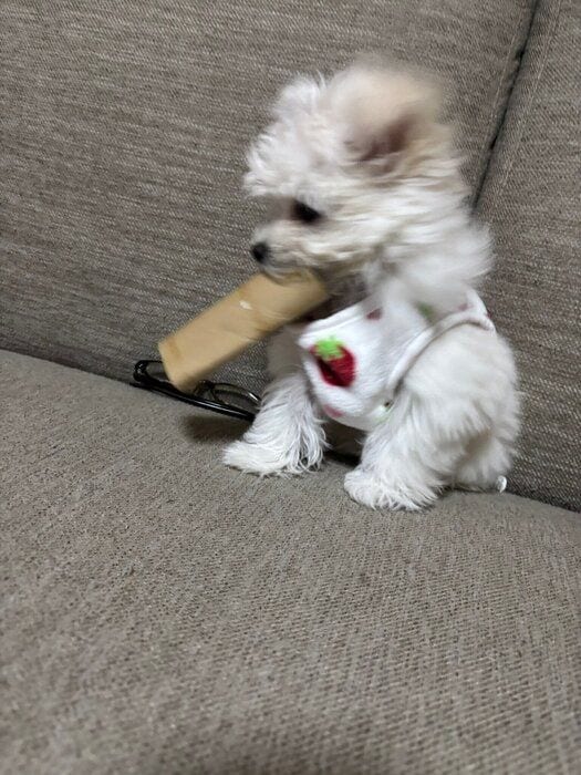 トイレットペーパーの芯で遊ぶ犬（生後3ヵ月頃）