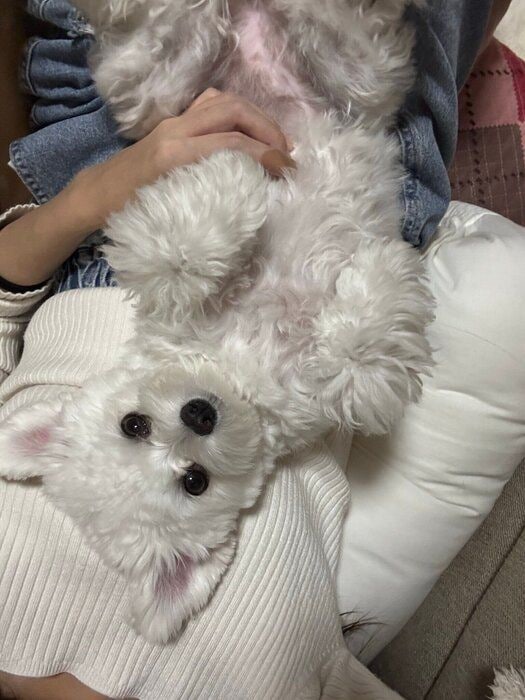 飼い主さんの上で甘える犬（生後11カ月頃）