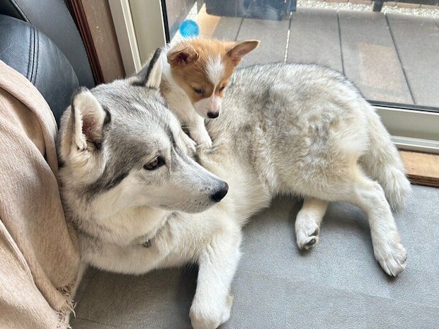 レイくんの後ろに隠れるロアくん