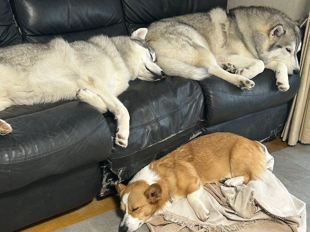 まったりする3頭