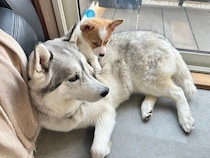 掃除機の音に驚き、先住ハスキーを頼るコーギー子犬→9カ月後に見えたほほえましい変化にほっこり！