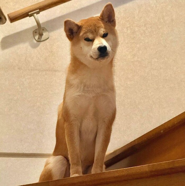 見つめるいぶきちゃん