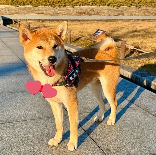 ニコニコ笑顔のいぶきちゃん