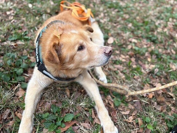 公園に遊びに行ったファーちゃん