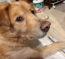 子犬の頃に出会い、飼い主さんの結婚・出産も共に歩んできた元保護犬　13才になった今、「幸せを教えてくれた存在」だと実感