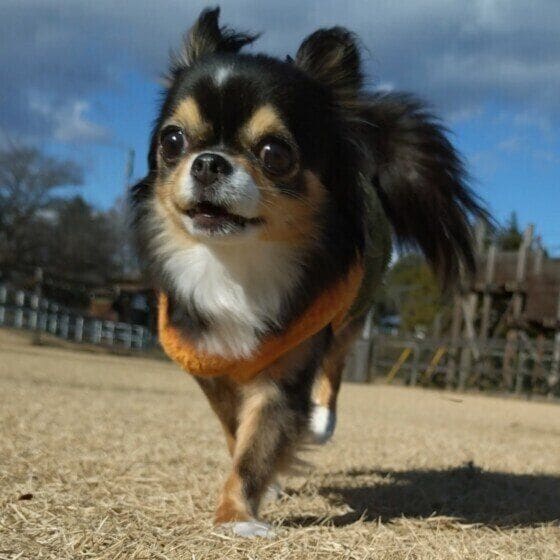 ドッグランを元気に走るチワワ