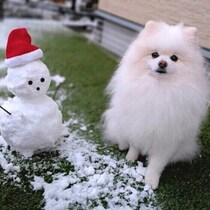 冬は犬の低体温症に要注意！　見逃したくない症状と正しい対応・予防法をわかりやすく解説