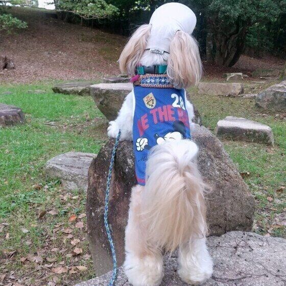 シー・ズーのポチャッコくん