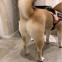 愛犬の肛門腺絞り、どうしてる？絞り方のコツ・注意点｜獣医師解説