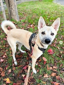 怖がりでいたずらっコだった元保護犬→生後9カ月、おっとりしたコに成長！家族の“宝物”のような存在にほっこり