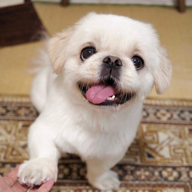 おやつを期待しながらオテをするムーチョくん