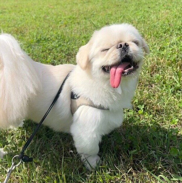 晴れた日に散歩をするムーチョくん