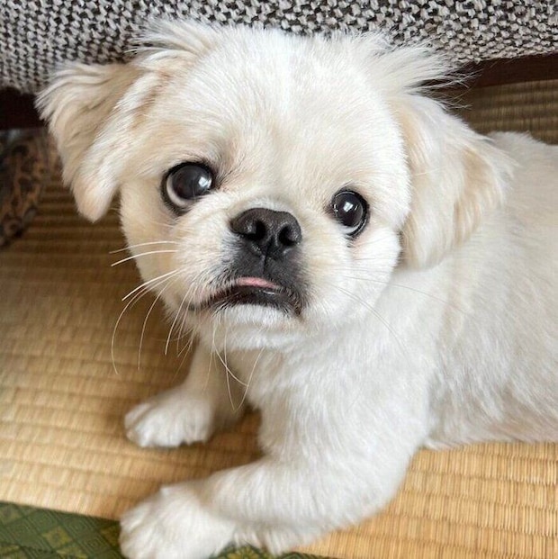 上目遣いをするムーチョくん