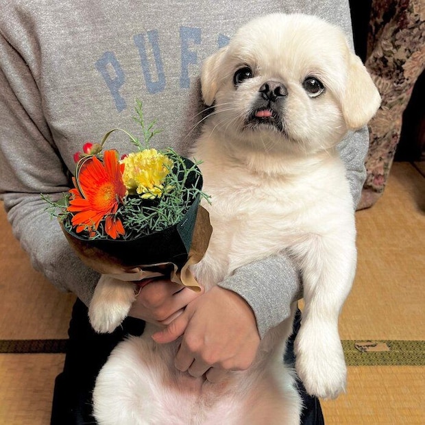 誕生日プレゼントにもらったお花を前にするムーチョくん