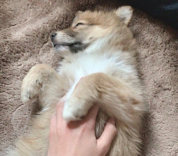 お腹を見せて寝るラテちゃん