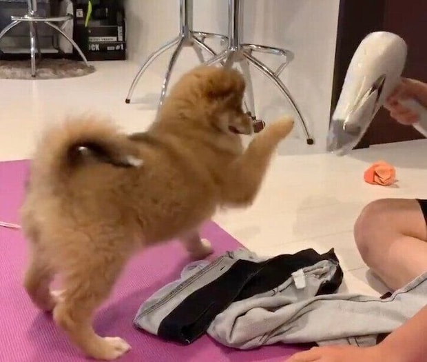 ズボンを乾かしているドライヤーに戦いを挑むラテちゃん