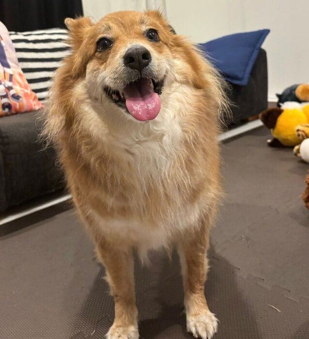 笑顔のラテちゃん