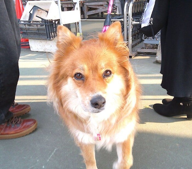 家族でお出かけするラテちゃん