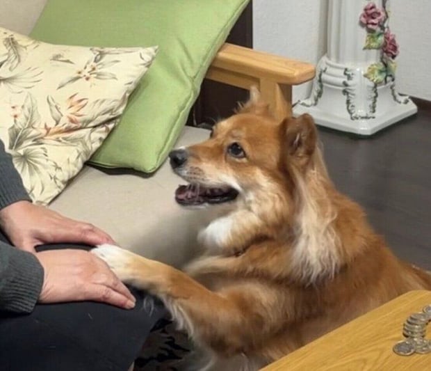 おやつをおねだりするラテちゃん