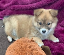 保護犬と家族になって2000日——6才になった今も、家族をそっとつなぎ続けてくれる存在