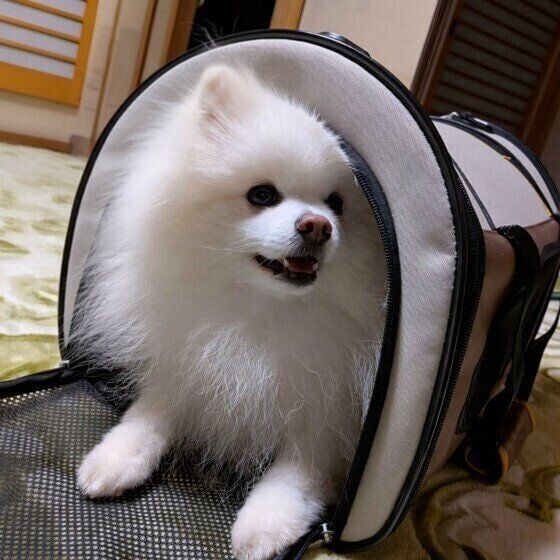 キャリーバッグに入って準備OK！