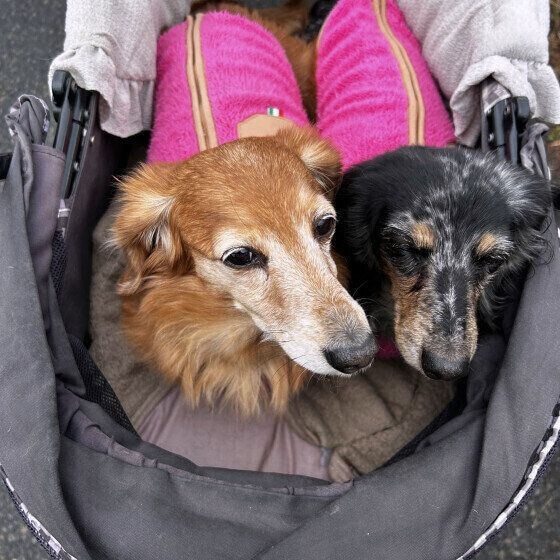 お揃いの洋服でカートに乗ってお出かけ中の2ワン♪