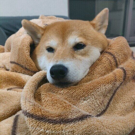 毛布に包まってあったかそう