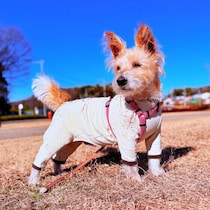 冬に愛犬とお出かけするときの寒さ対策は？　外出時に気をつけたい防寒ポイントをわかりやすく解説