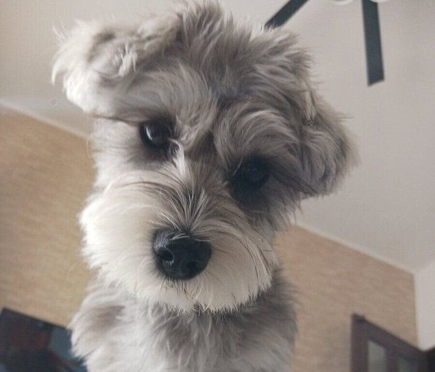 こたつの上から飼い主さんを見つめるペレくん