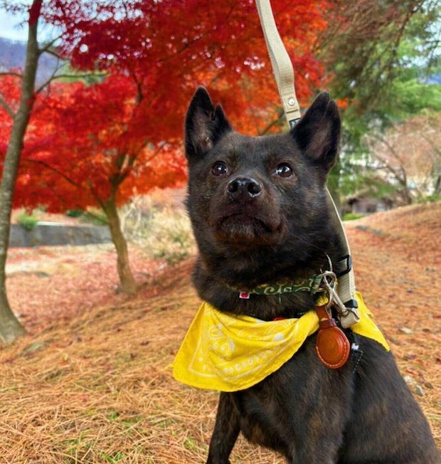 散歩をする福丸くん