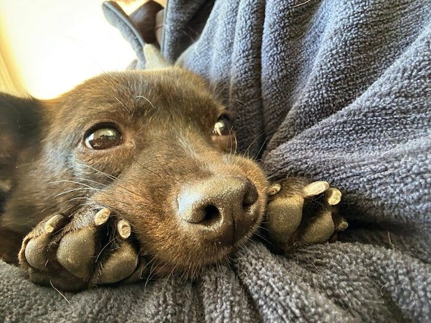 飼い主さんにくっつく福丸くん