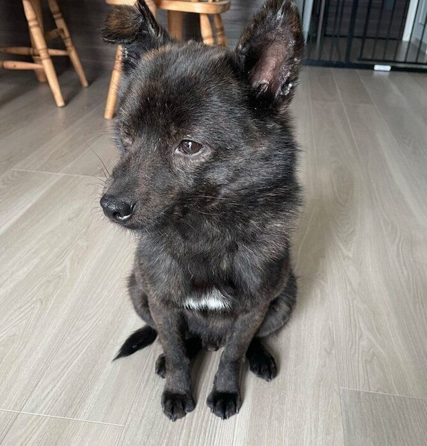 お迎え初日に撮影した福丸くん