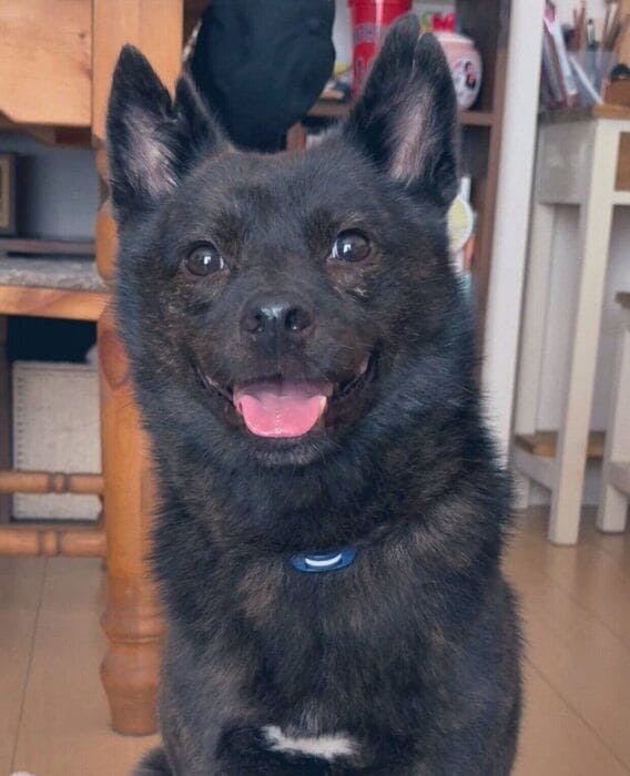 ニコッとする福丸くん