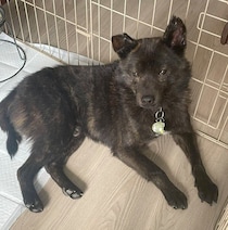 感情が読み取りにくかった保護犬と家族に　月日を重ね、表情豊かな“隠れ甘えん坊”へ