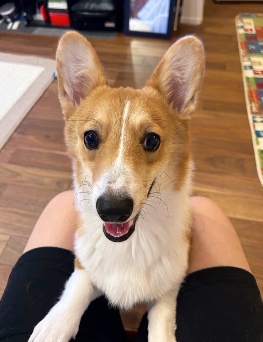 生後7カ月のウェルシュ・コーギー・ペンブローク