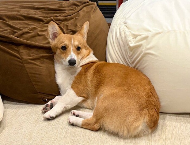 くつろいでいるウェルシュ・コーギー・ペンブローク