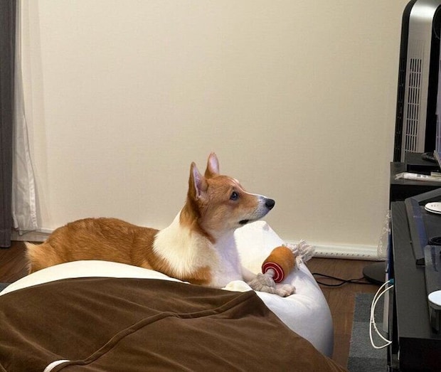 テレビを見るウェルシュ・コーギー・ペンブローク