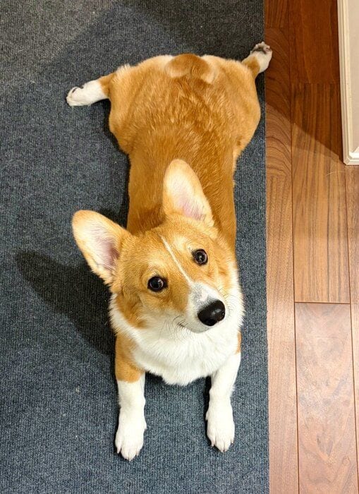 飼い主を見上げるウェルシュ・コーギー・ペンブローク