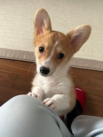 こちらを見つめる姿が可愛い生後4カ月のコーギー子犬→あっという間に大きくなり、もうすぐ1才になる現在は「かけがえのない存在」に！